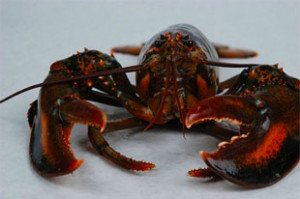 lobster-thumb1