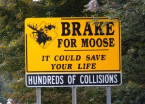 Brake for Moose