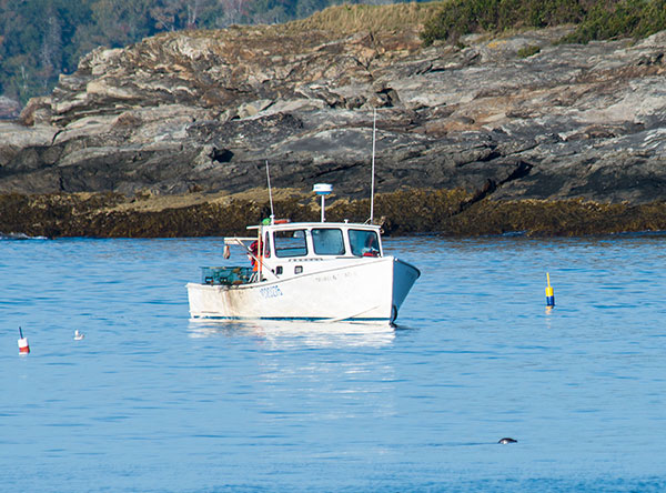 Seal Lobster Boat Ocean Point Inn